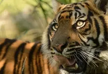 animals tigers feline 1920x1080 wallpaper Art HD Wallpaper